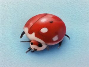 Marienkäferchen sucht seine Punkte
