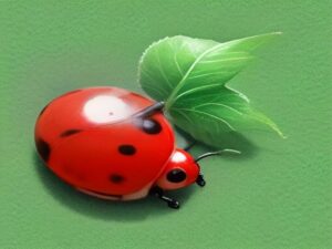 Как Божья коровка свои пятнышки искала